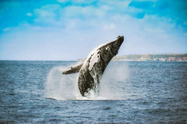 Depuis Ponta Delgada : Observation des baleines et des dauphins
