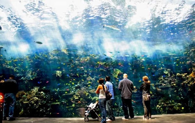 Atlanta : Aquarium de Géorgie : billet d'entrée "Skip-the-Box-Office