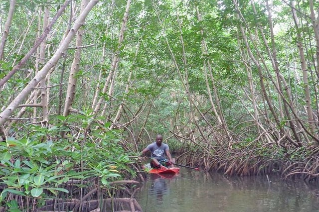 Tour en paddle surf à Guadeloupe