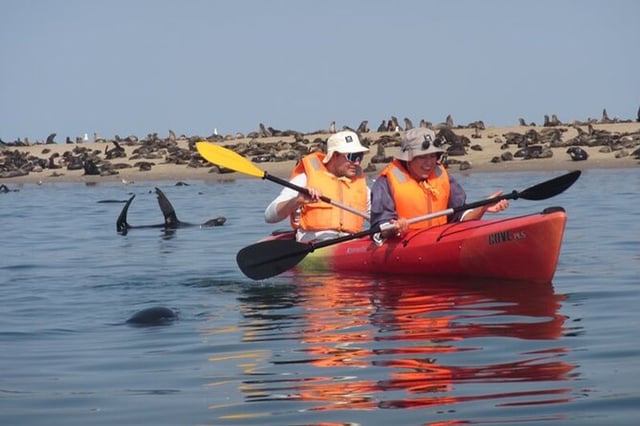 Excursion en kayak à Pelican Point à Walvis Bay