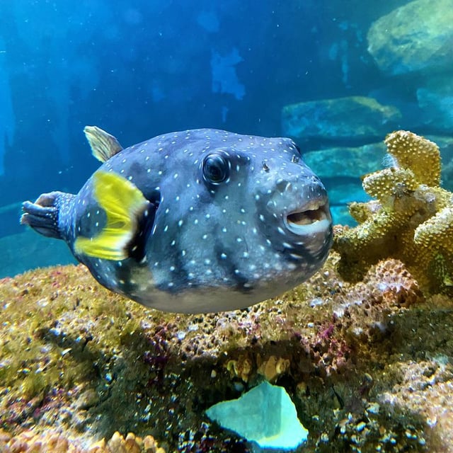 Billets pour l'aquarium d'Amnéville