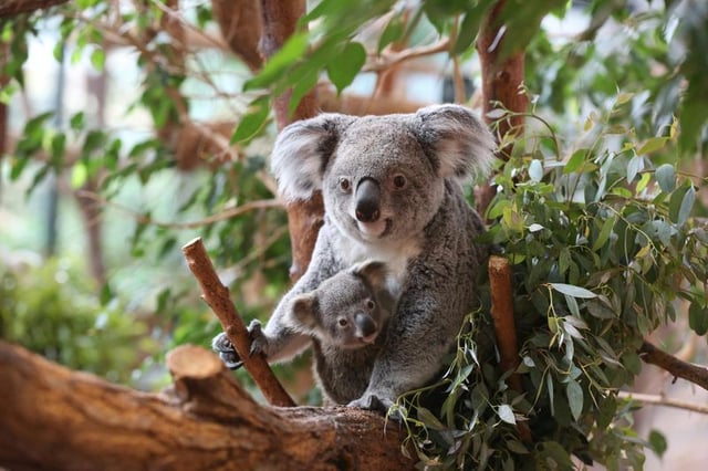 Billets pour le ZooParc de Beauval à Saint-Aignan