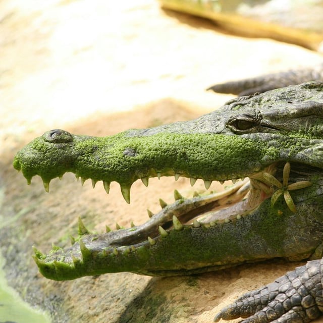 La Ferme aux Crocodiles: Billet d'entrée