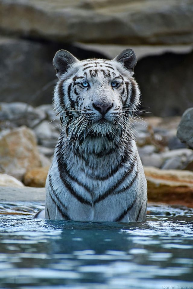 Parc animalier de la Barben : Billet d'entrée
