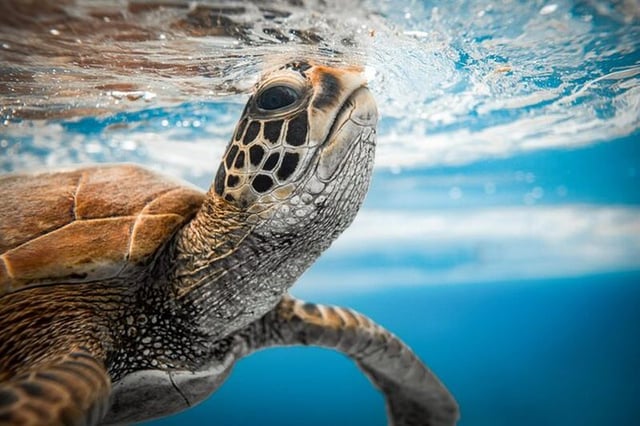 Nager avec les tortues Rarotonga