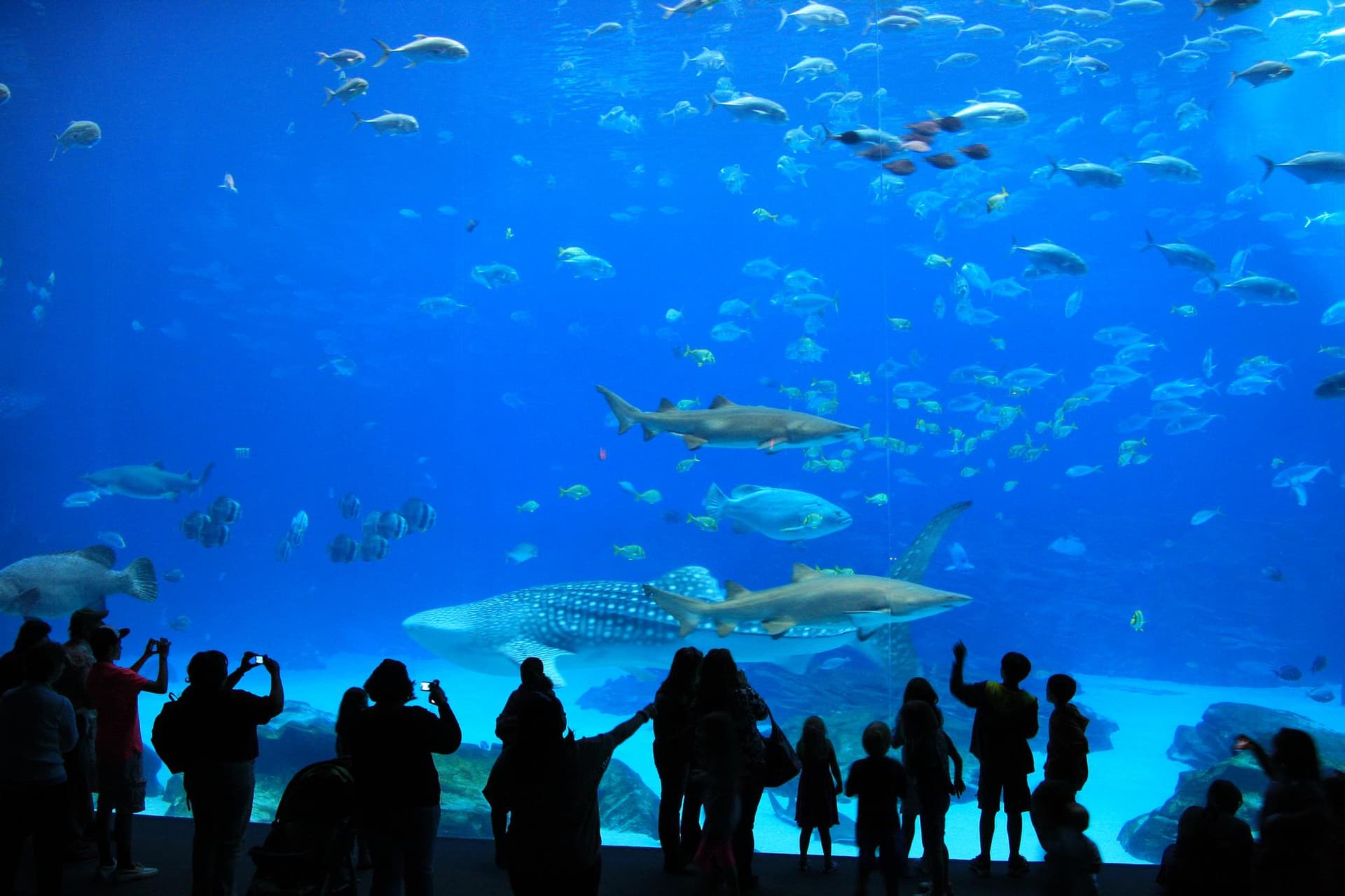 Aquarium de Dubaï