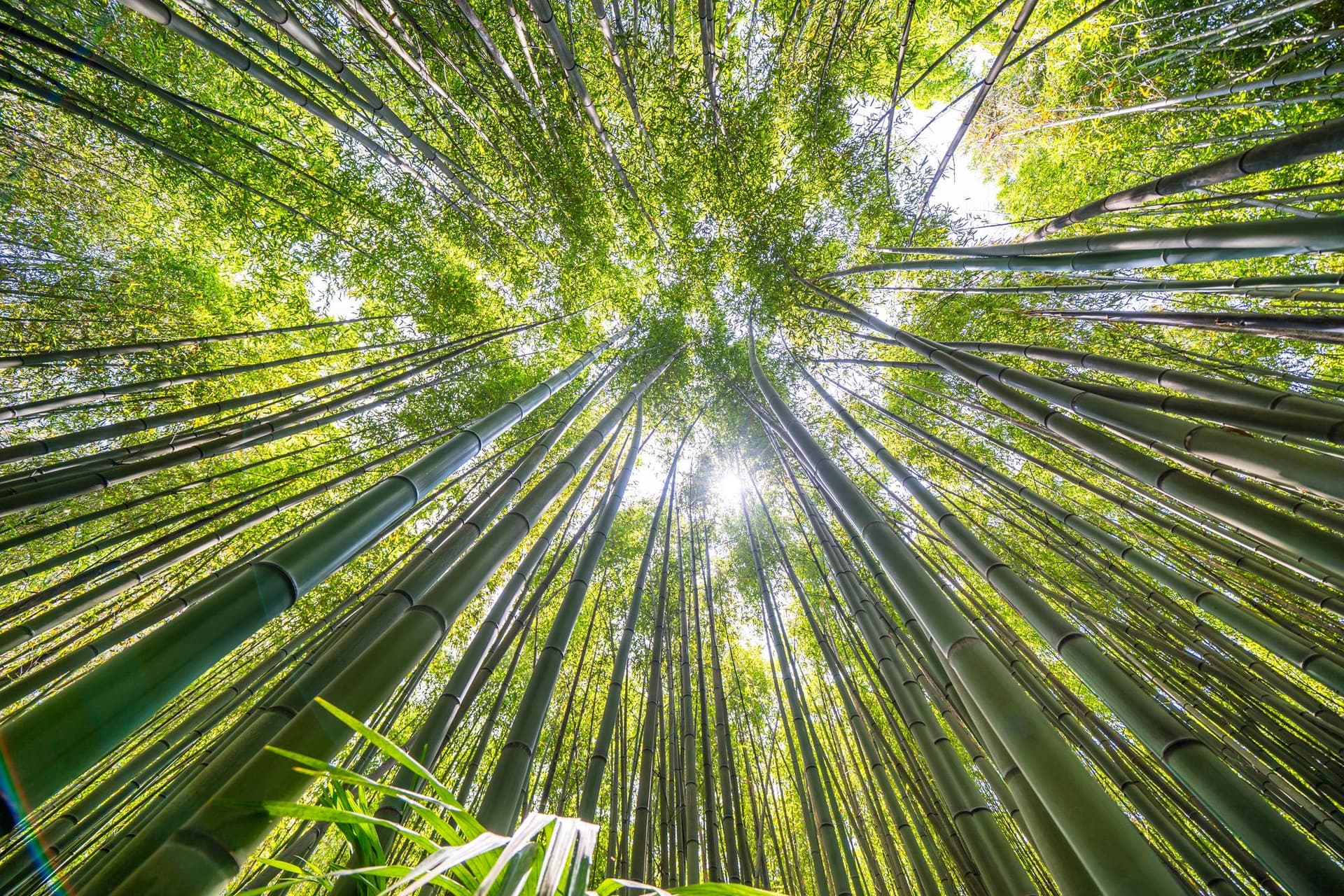 La Bambouseraie en Cévennes