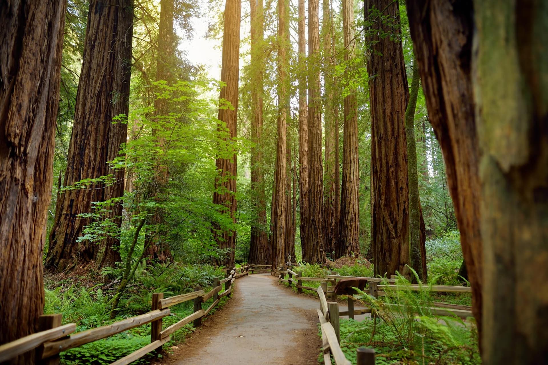 Muir Woods