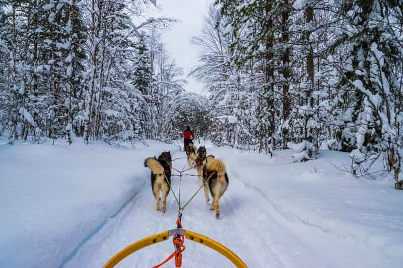 Billet Rovaniemi : 1 heure d'expérience en traîneau à huskies en autotour