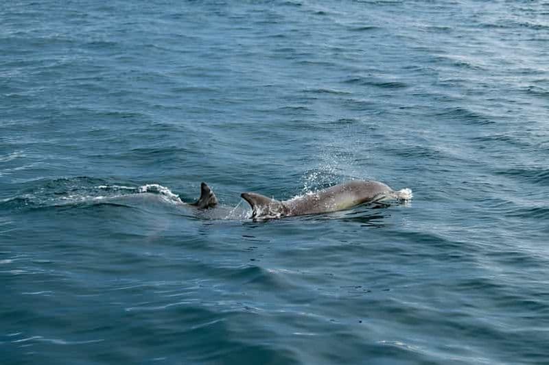 Billet Penneshaw : circuit « Kangaroo Island Ultimate Adventure »