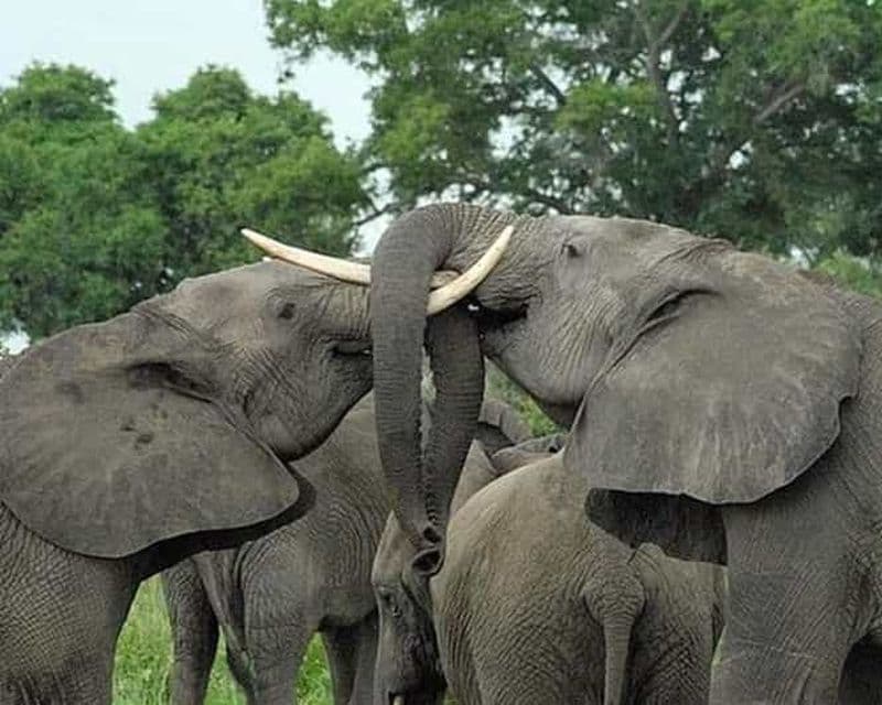 Billet Merveilleux 5 jours entre le parc national du Serengeti et le cratère du Ngorongoro