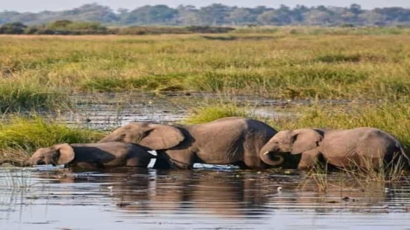 Billet Tanzanie : Visite du parc national du Serengeti