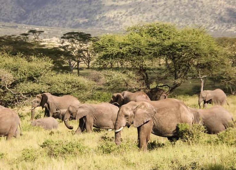 Billet Hôtels-boutiques de luxe et camps de tentes dans le parc national du Serengeti