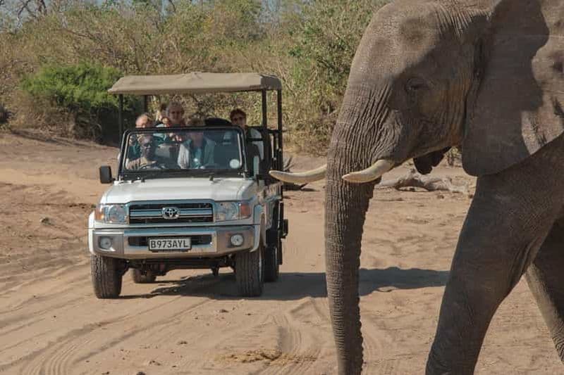 Billet Depuis Victoria falls : Excursion d'une demi-journée dans le parc national de Chobe.