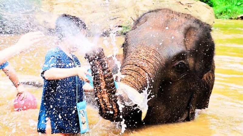 Billet Chiang Mai : Sanctuaire d'éléphants Living Green et Rafting en bambou