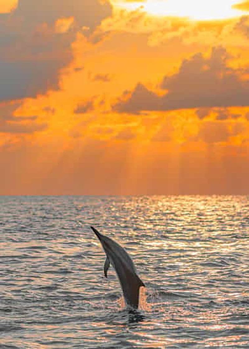 Billet Maldives: Dolphin Watching Cruise with Snorkeling