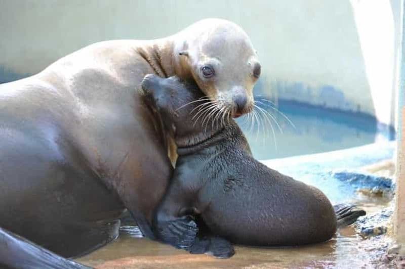 Billet Athènes : Parc zoologique de l'Attique et jardin national d'Athènes