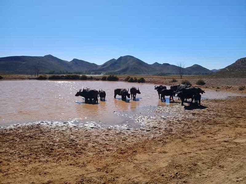 Billet Maun : 4 jours de safari avec séjour au parc national de Chobe