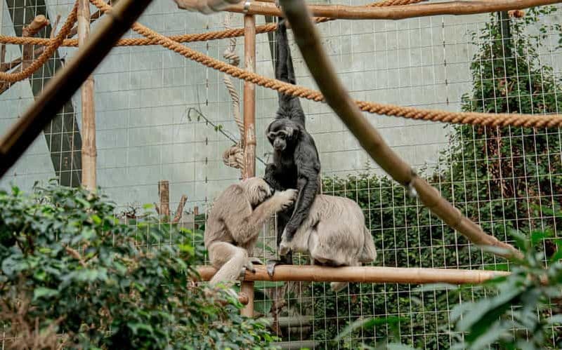 Billet Zurich : Visite privée et séance photos au Zoo de Zurich !