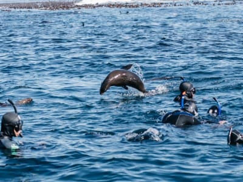 Billet Excursion en bateau de snorkeling dans la forêt de Kelp au Cap