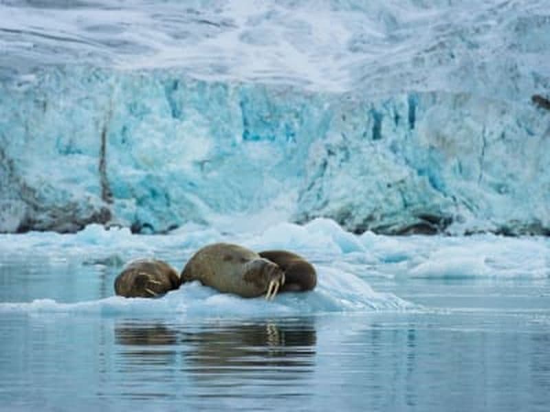 Billet Safari aux morses en semi-rigide dans la baie de Borebukta au départ de Longyearbyen (Svalbard)