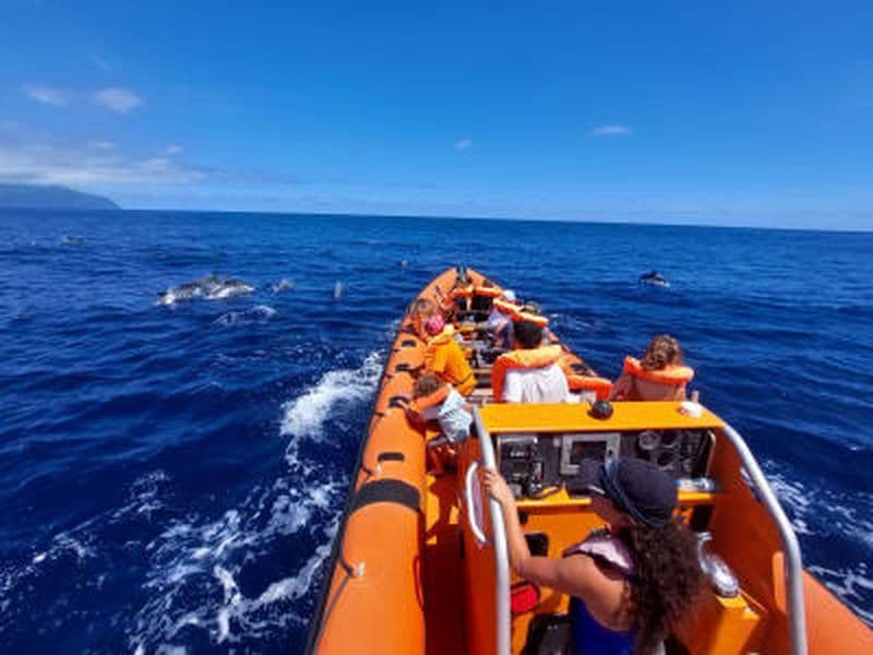 Billet Demi-journée d'observation des baleines et des dauphins en zodiac à São Miguel, Açores