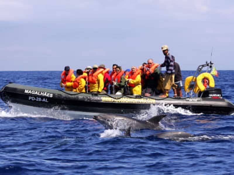 Billet Observation des baleines et des dauphins à São Miguel, Açores
