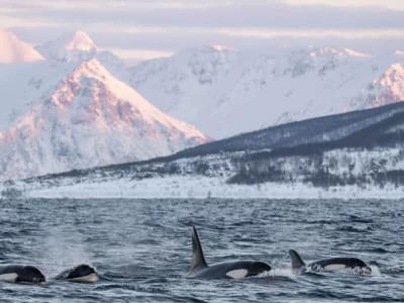 Billet Safari responsable d'observation des baleines au départ de Tromsø