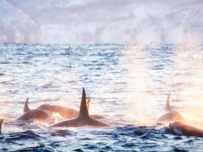 Billet Safari d'observation des baleines au départ de Tromsø