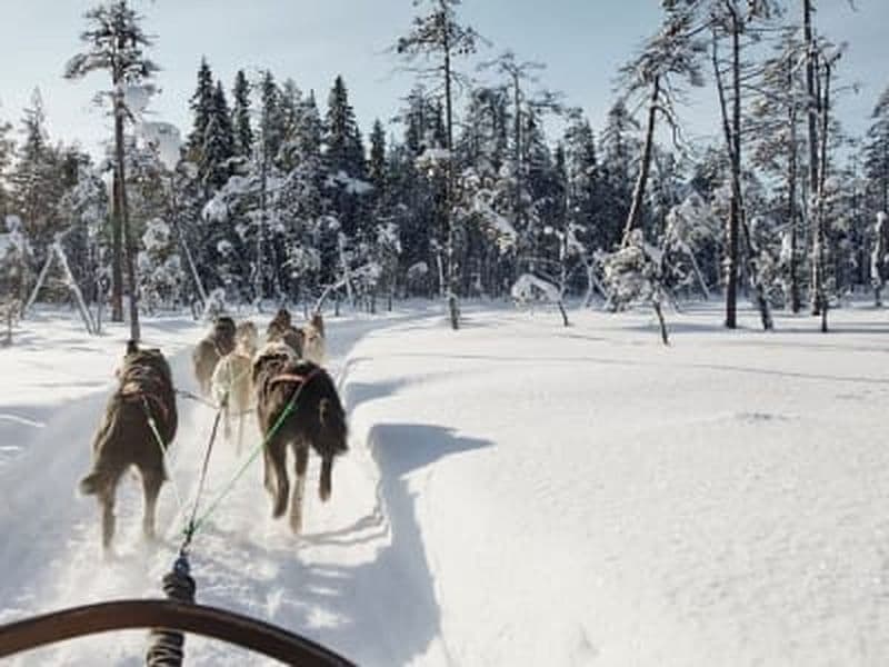 Billet Village du Père Noël : chiens de traîneau à Rovaniemi