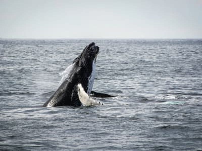 Billet Excursion d'observation des baleines en bateau au départ du Cap