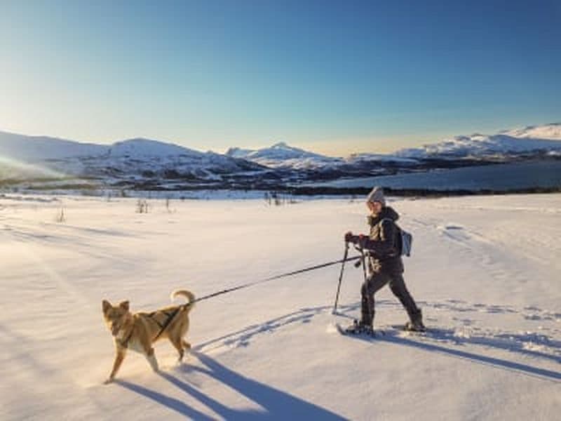 Billet Randonnée en raquettes avec des Huskies à Kvaløya depuis Tromsø
