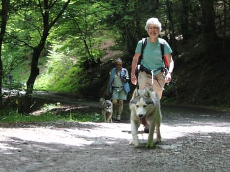 Billet Cani-randonnée dans la forêt du Bager à Oloron-Sainte-Marie, près de Pau