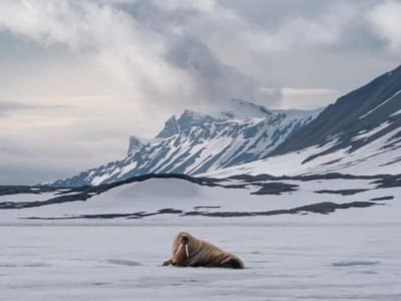 Billet Excursion en bateau rapide vers une colonie de morses au Svalbard