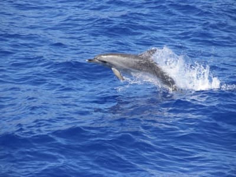 Billet Excursion en catamaran pour observer les dauphins et les baleines à Madère