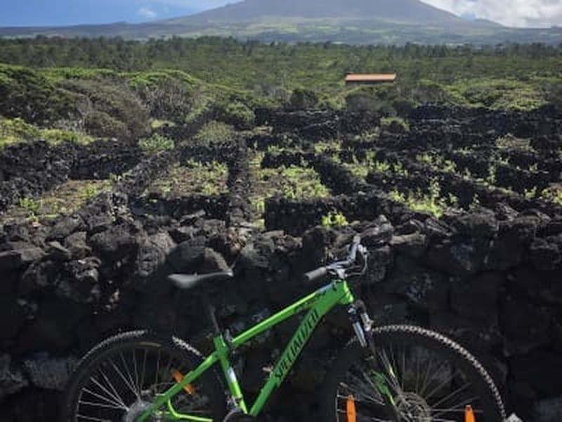 Billet Excursion à vélo d'une demi-journée dans les vignobles de Ilha do Pico, Açores