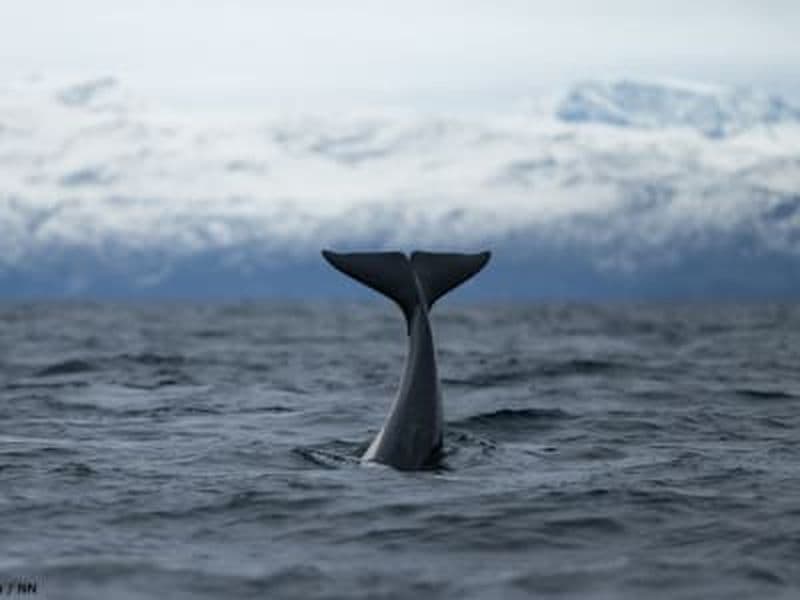 Billet Safari d'observation des fjords et des baleines au départ de Tromsø