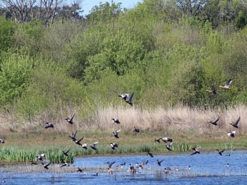 Billet Visite guidée d'observation des oiseaux dans la réserve naturelle des lagunes Santo André et Sancha, près de Comporta