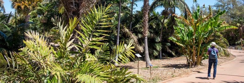 Billet Billet pour le Palmetum