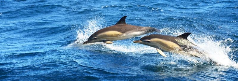 Billet Observation de dauphins à Fuengirola
