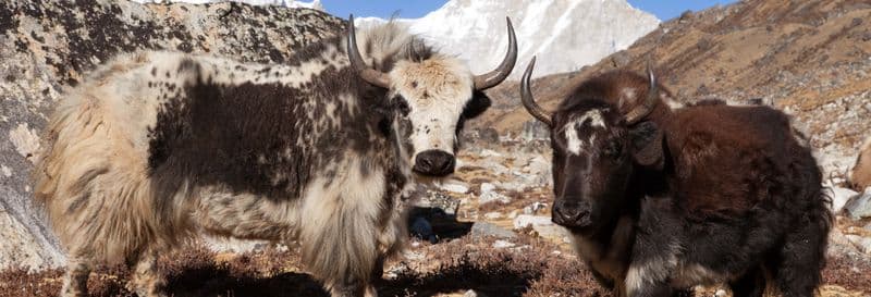 Billet Circuit de 8 jours au Tibet depuis Lhassa