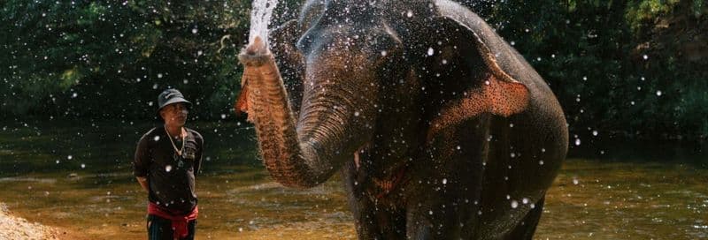 Billet Safari au Parc National de Khao Sok