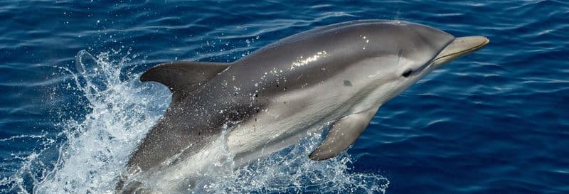 Billet Observation de dauphins à Benalmádena