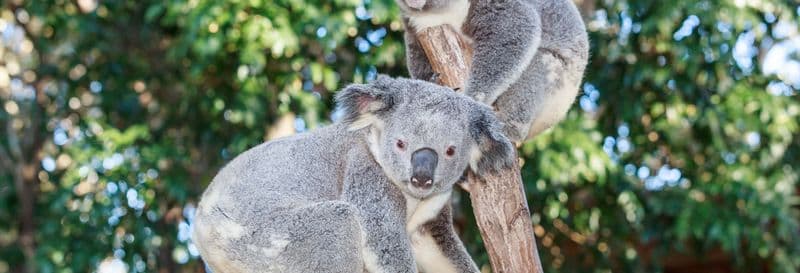 Billet Billet pour le Currumbin Wildlife Sanctuary