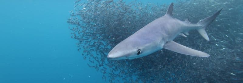 Billet Snorkeling avec des requins sur l'île de Faial