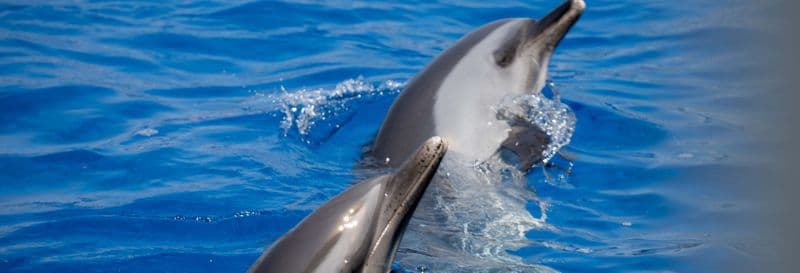 Billet Nage avec des dauphins à Terceira