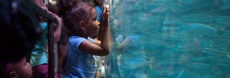 Billet Billet pour l'Aquarium of The Pacific