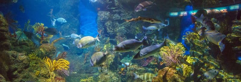 Billet Billet pour l'Aquarium de Barcelone