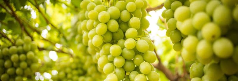 Billet Visite du domaine viticole Terras Gauda