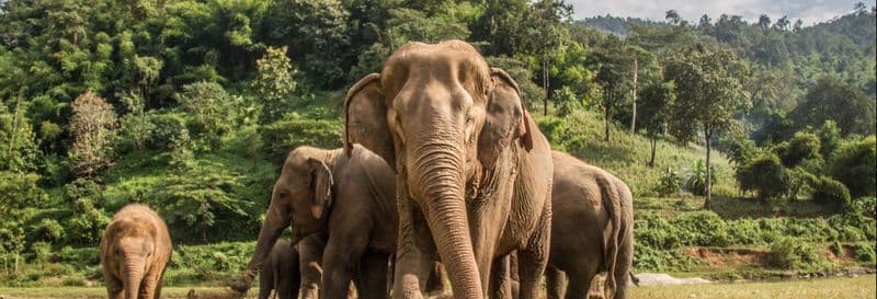 Billet Visite du sanctuaire des éléphants